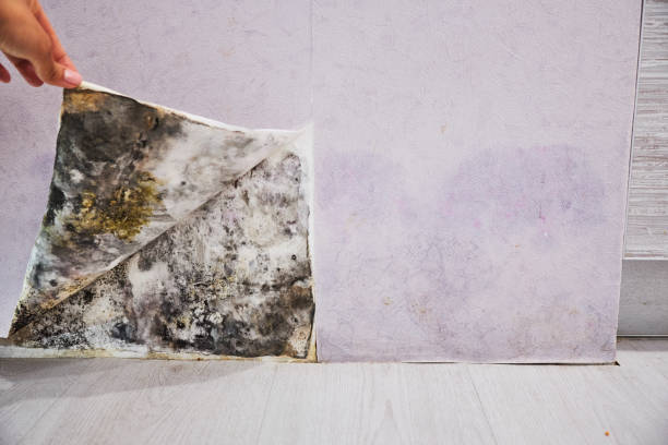 Best Crawl Space Mold Removal  in Columbia, SC